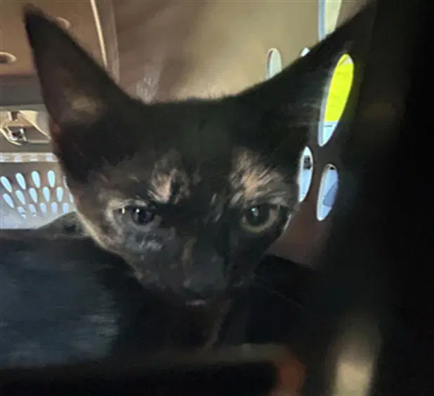 Gen Z - Domestic Short Hair