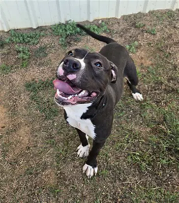 Brussel Sprout - Pit Bull Terrier