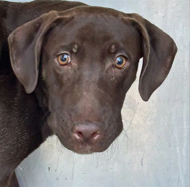 Salsa - Labrador Retriever