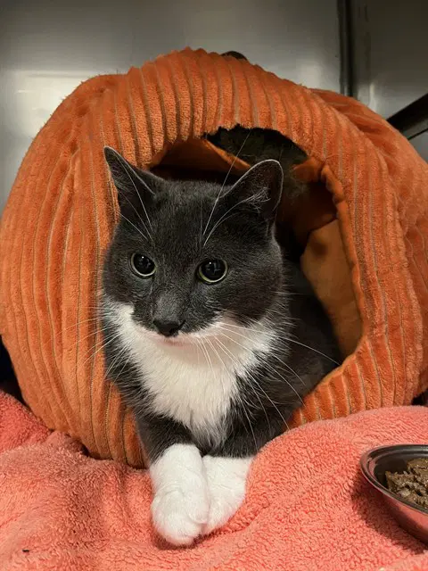 Jason - Domestic Short Hair