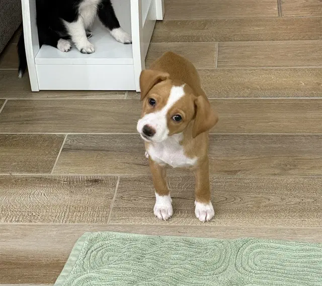 Mave - Beagle