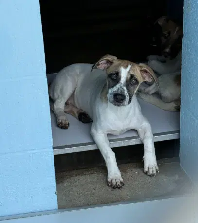 Baily - Jack Russell Terrier (Parson Russell Terrier)