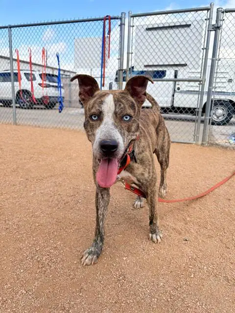 Choco Milk - Pit Bull Terrier