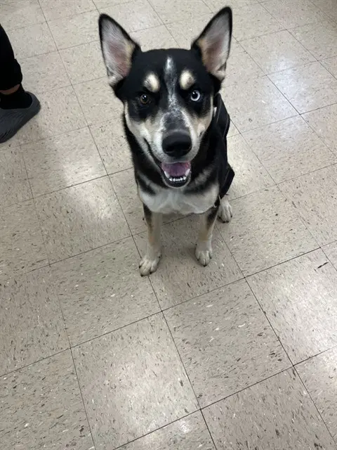 Jack - Siberian Husky
