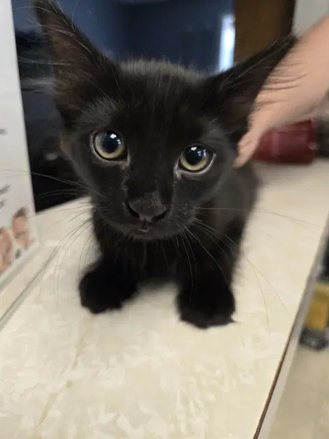 Jay - Domestic Medium Hair