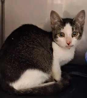 Suzy - Domestic Short Hair