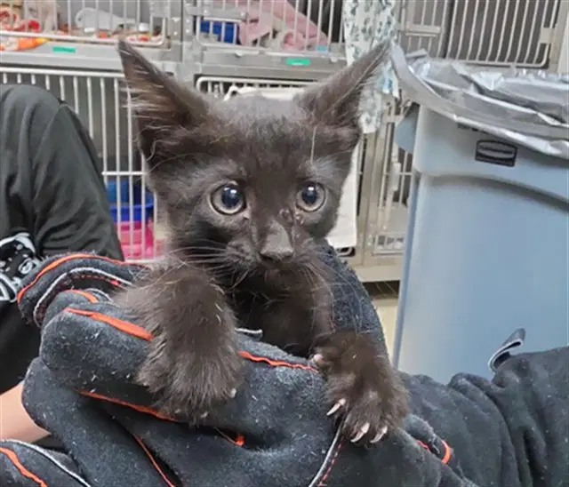 Wednesday - Domestic Short Hair