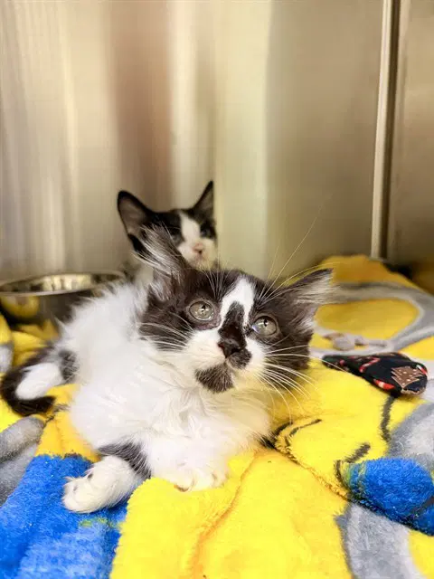 Morticia - Domestic Short Hair