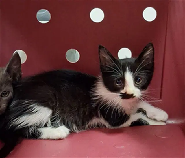 Gomez - Domestic Short Hair