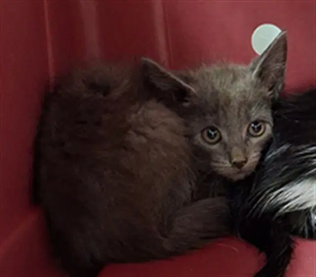 Grandmama - Domestic Short Hair