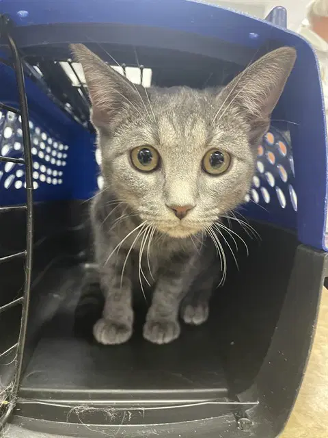Bubbles - Domestic Short Hair