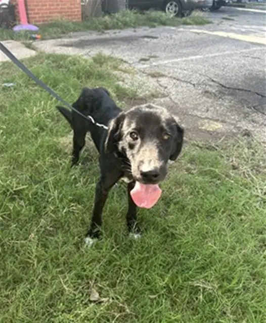 Edgar - Labrador Retriever