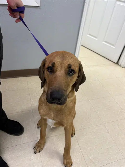 Poe - Labrador Retriever