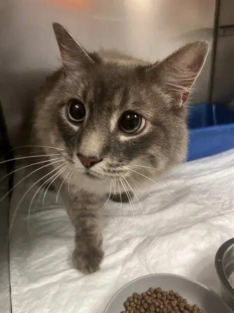 Nimbus - Domestic Long Hair