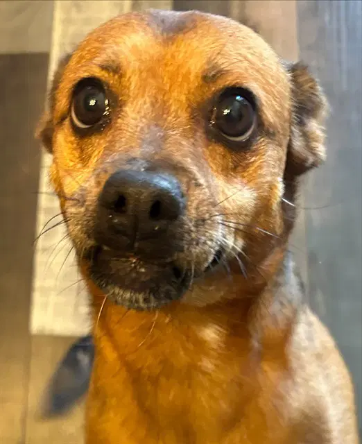 Sasha - Chihuahua