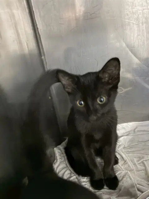 Zelda - Domestic Short Hair