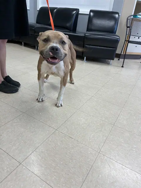 Lola - Pit Bull Terrier