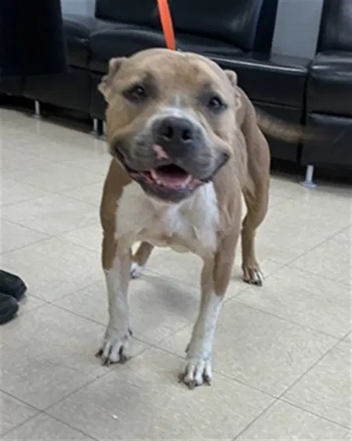 Lola - Pit Bull Terrier