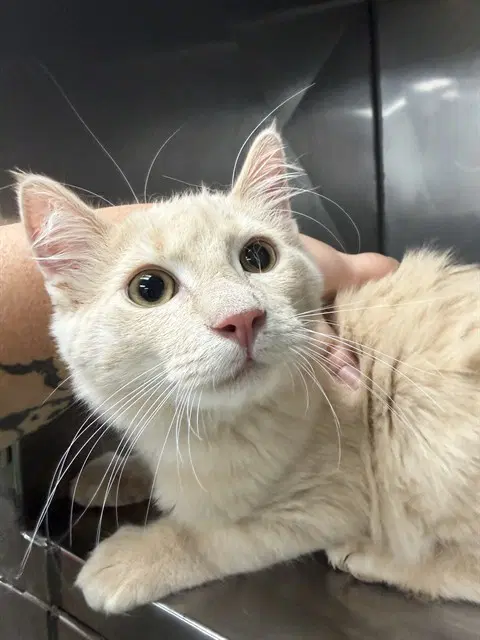 Snarf - Domestic Short Hair
