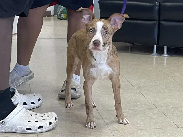 Forest - Catahoula Leopard Dog