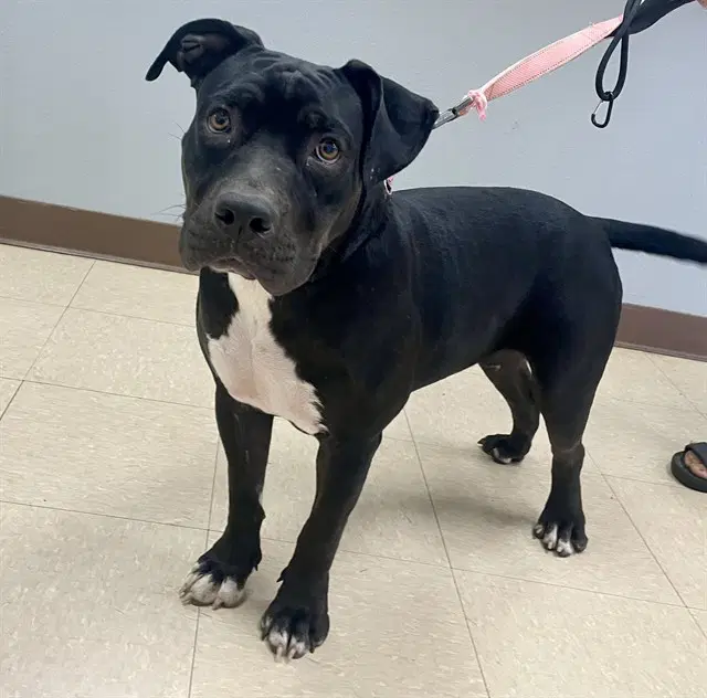 Glinda - Pit Bull Terrier