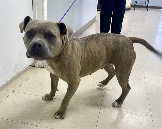 Rowena - Pit Bull Terrier