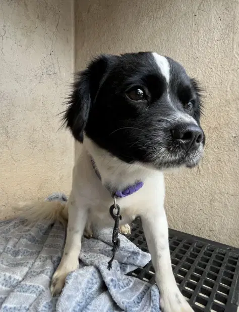 Lily - Parson Russell Terrier