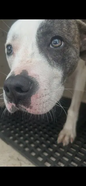 Meatball - Pit Bull Terrier