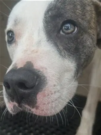 Meatball - Pit Bull Terrier