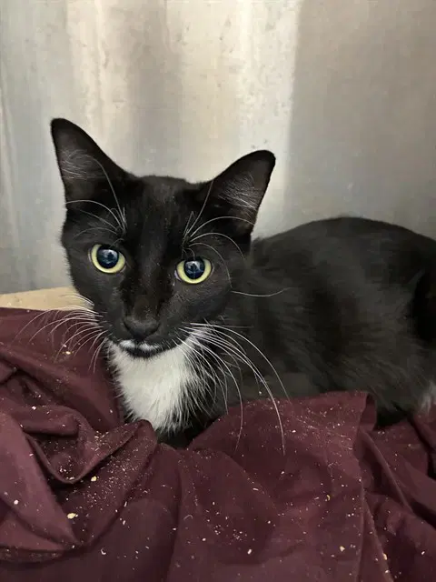 Mirah Purry - Domestic Short Hair
