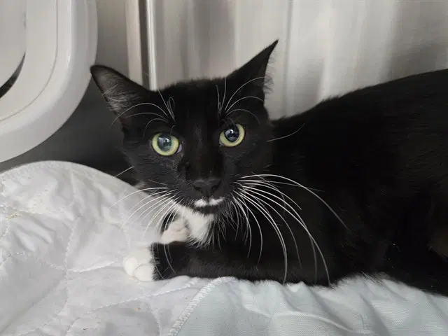 Mirah Purry - Domestic Short Hair