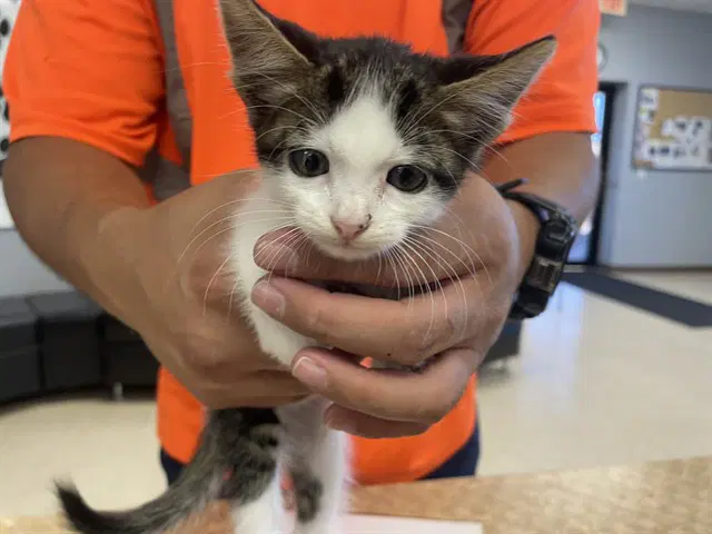Sam - Domestic Medium Hair
