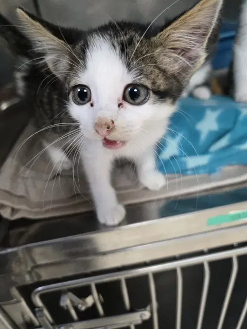 Sam - Domestic Medium Hair