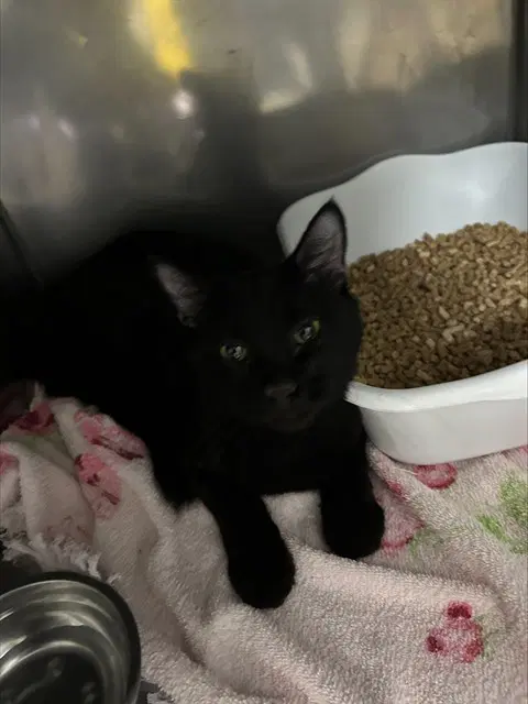 Captain Crunch - Domestic Medium Hair