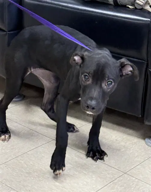 Almond - Pit Bull Terrier