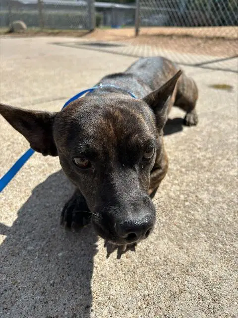 Diego - Chihuahua