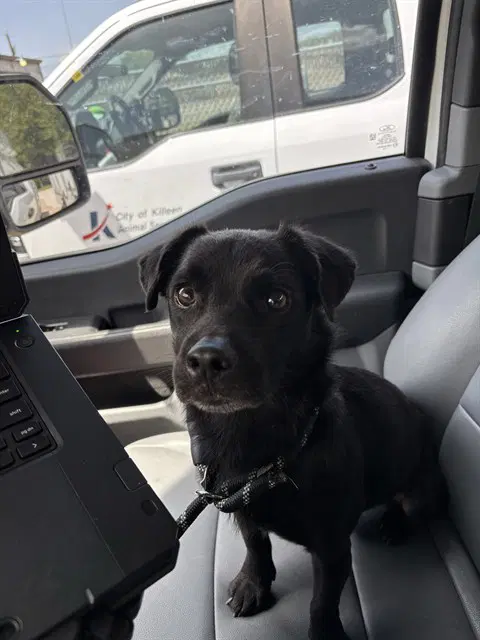 Turbo - Chihuahua