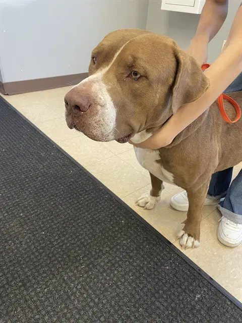 Red - Pit Bull Terrier