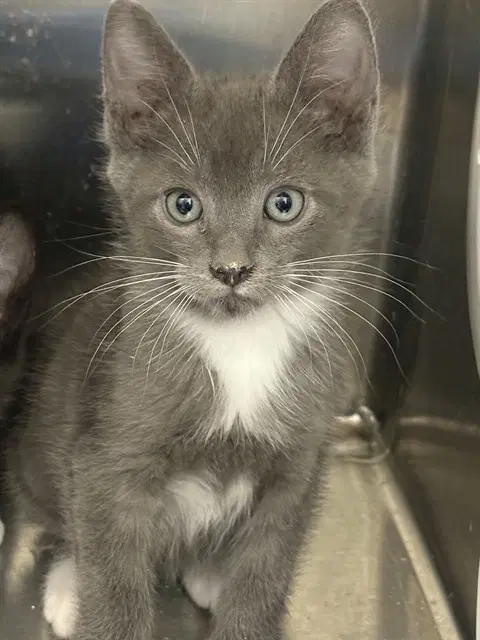 Leonardo - Domestic Short Hair