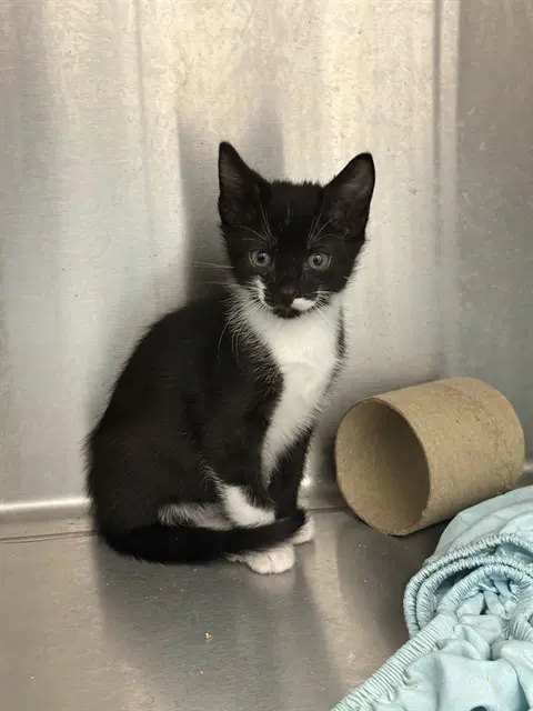 Rapahel - Domestic Short Hair