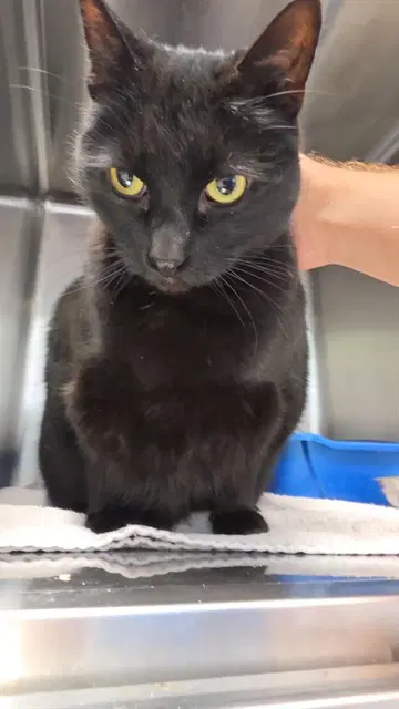 Void - Domestic Short Hair