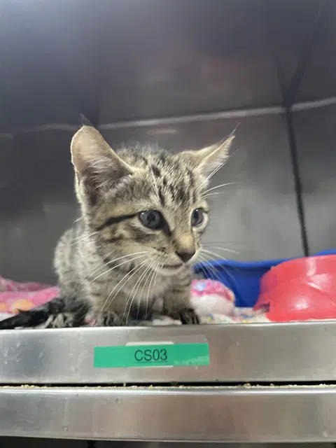 Poe - Domestic Short Hair