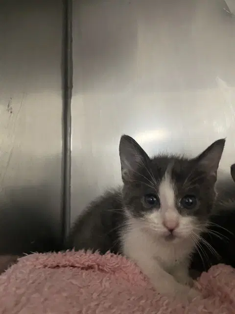 Tic - Domestic Medium Hair