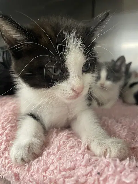 Toe - Domestic Medium Hair