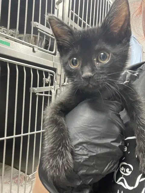 Allie - Domestic Medium Hair