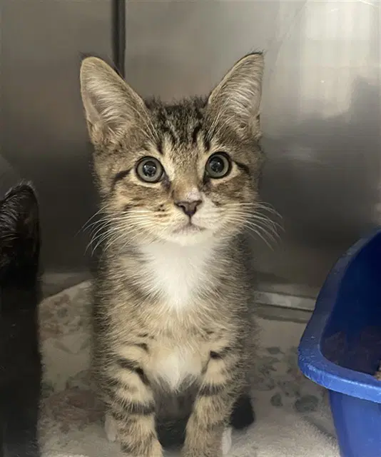 Allen - Domestic Short Hair