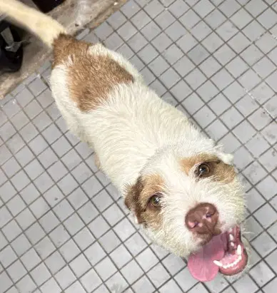 Hazel - Jack Russell Terrier (Parson Russell Terrier)