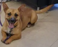 Gracie - Chihuahua