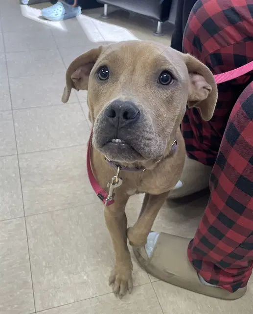 Halo - Pit Bull Terrier