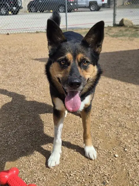 Tayga - Australian Shepherd